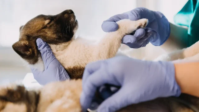 Pets and Pet Care
